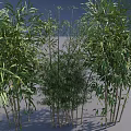 Vertical Green Wall Garden Featuring Lush Bamboo Plants For Indoor Decor