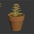 Succulent Plant With Green And Brown Leaves In Orange Terracotta Pot On Dark Background