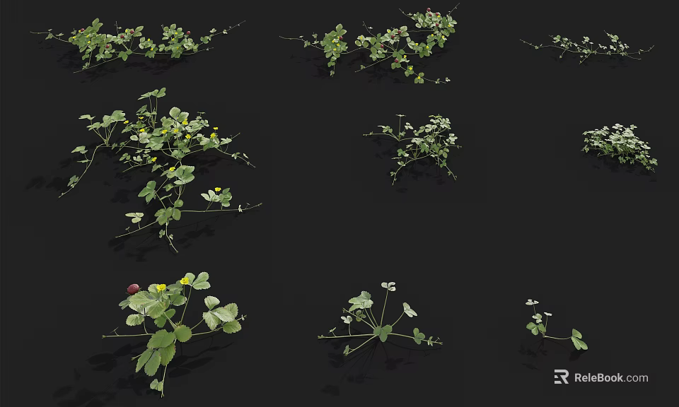 Various Green Herb Plants With Clover And Yellow Flowers In Different Forms 3d model