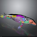 3D Rendered Whale Anatomical Model Displaying Colorful Skeleton And Internal Organs