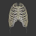 Human Rib Cage Anatomical Model Showing Skeletal Structure For Medical Education