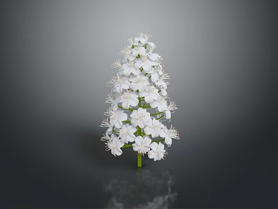 White Flowering Plant With Clustered White Blooms And Green Stem On Dark Background 3d model