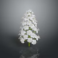 White Flowering Plant With Clustered White Blooms And Green Stem On Dark Background