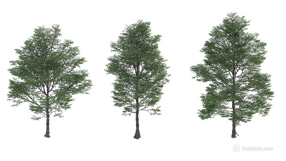 Three Arbor Trees with Lush Green Foliage and Distinct Trunk Shapes 3d model