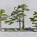 Pine Trees In Natural Garden With Rocks Lantern And Green Moss