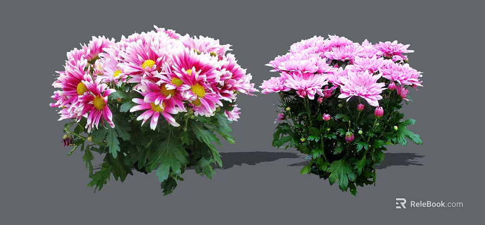 Fresh Blooming Pink and White Chrysanthemums With Vibrant Green Leaves 3d model 