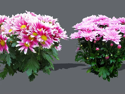 Fresh Blooming Pink and White Chrysanthemums With Vibrant Green Leaves 3d model