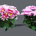 Fresh Blooming Pink and White Chrysanthemums With Vibrant Green Leaves