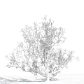 Frost Covered Leafless Tree With Branches Against Blue Sky And Clouds