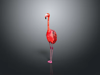 Pink Flamingo Standing Gracefully With Detailed Feathers On Plain Gray Background 3d model