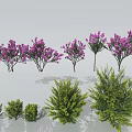 Ornamental Trees Featuring Purple Flower Clusters And Lush Green Foliage In Diverse Growth Forms