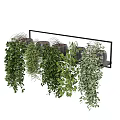 Lush Trailing Hanging Basket Plants With Green Foliage For Indoor Home Decor