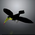Toucan With Colorful Yellow Green Red Beak And Black Feathers Spreading Wings