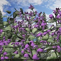 Blooming Purple Flowers With Green Leaves Against Blue Sky And Pine Trees