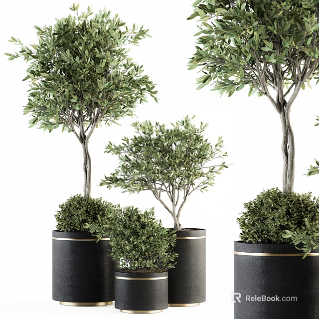 Indoor Potted Olive Trees and Bushes in Black Pots with Gold Accents for Home Decor 3d model 
