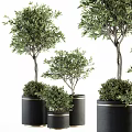 Indoor Potted Olive Trees and Bushes in Black Pots with Gold Accents for Home Decor