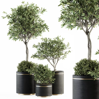 Indoor Potted Olive Trees and Bushes in Black Pots with Gold Accents for Home Decor 3d model