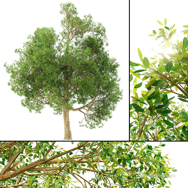 Arbor With Lush Green Foliage Full Crown And Detailed Branch Structure View 3d model 