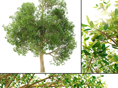 Arbor With Lush Green Foliage Full Crown And Detailed Branch Structure View 3d model
