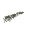 Various Arbor Trees With Lush Green Foliage In Natural Landscape Scene