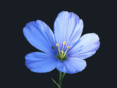 Blue Flax Flower Single Bloom with Petals and Stamen on Black Background 3d model
