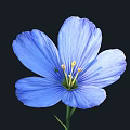 Blue Flax Flower Single Bloom with Petals and Stamen on Black Background