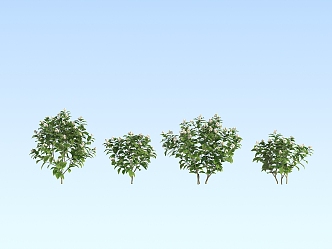 Modern Shrub Jasmine 3d model