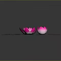 Stunning Pink Lotus Flowers with Fresh Green Leaves on Dark Background Water Plant