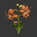 Orange Spotted Tiger Lily Plant with Green Leaves and Stem on Gray Background