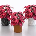 Red Leaf Bonsai Plants with White Veins in Black White Marble and Brown Pots