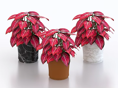 Red Leaf Bonsai Plants with White Veins in Black White Marble and Brown Pots 3d model