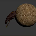 Purple Flying Beetle Crawling Beside Brown Textured Ball on Reflective Surface