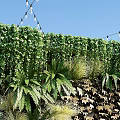 Lush Living Plant Wall Design With Various Green Plants Flowers Pebbles And Wooden Base