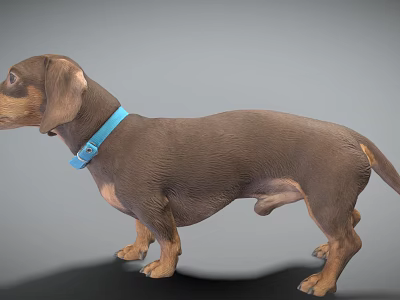 Dachshund Dog With Brown Coat And Blue Collar In Standing Pose On Neutral Background 3d model