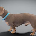 Dachshund Dog With Brown Coat And Blue Collar In Standing Pose On Neutral Background