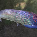 Vibrant Freshwater Fish With Iridescent Scales In Natural Habitat Near Grassland And Trees
