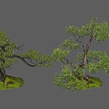 Pine Lohan pine welcome pine landscape tree modeling tree ornamental tree landscape sketch end view courtyard sketch 3d model
