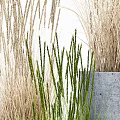 Bonsai Potted Plants in Concrete Pots with Green and Dried Grasses of Various Heights