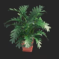 Potted Bonsai Plant With Green Lobed Leaves In Square Clay Pot
