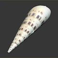 Long Pointed Aquatic Animal Conch Shell With White Purple Spots On Dark Reflective Surface