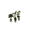 Potted Bonsai Plants With Various Green Plants Different Leaf Shapes And Ceramic Pots
