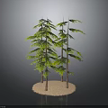 Three Lush Green Trees with Brown Trunks on Sandy Base and Dark Background