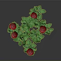 Blooming Red Roses With Green Stems And Leaves On Gray Background
