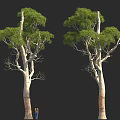 Tall Trees With Thick Trunks And Green Leaves Beside Person For Scale