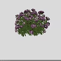 Vibrant Purple and Pink Blooming Flowers With Lush Green Leaves in Four Groups