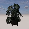 Monstera Potted Plant With Large Green Leaves In Black Pot And Wooden Stand