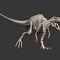 Dinosaur Skeleton Anatomical Model With Internal Organs And Fur Details 3d model
