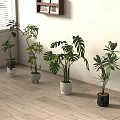 Decorative Various Leafy Indoor Potted Plants Including Monstera On Wooden Floor Near Window