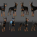 Eight Doberman Pinschers In Various Poses With Black Tan Fur Standing On Gray Background