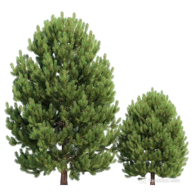 Tall Lush Green Pine Trees With Dense Evergreen Foliage And Branches 3d model 